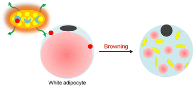 Graphical abstract: Aptamer-functionalized AuNCs nanogel for targeted delivery of docosahexaenoic acid to induce browning of white adipocytes