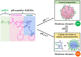 Graphical abstract: Membrane-disruptive homo-polymethacrylate with both hydrophobicity and pH-sensitive protonation for selective cancer therapy