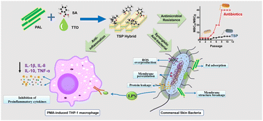 Graphical abstract: Construction of tea tree oil/salicylic acid/palygorskite hybrids for advanced antibacterial and anti-inflammatory performance