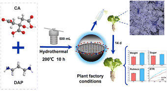 Graphical abstract: Preparation of nitrogen-doped carbon dots and their enhancement on lettuce yield and quality