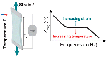 Graphical abstract: Poisson–Nernst–Planck framework for modelling ionic strain and temperature sensors