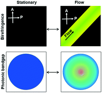 Graphical abstract: Shear-induced alignment of low-aspect-ratio nanorods for modulations of multiple optical properties