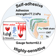 Graphical abstract: Anisotropic hydrogels with high-sensitivity and self-adhesion for wearable sensors
