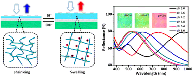Graphical abstract: A “layer-by-layer” building strategy for the fabrication of a metal–hydrogel–metallic nanoarray plasmonic cavity with dynamic color display performance