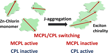 Graphical abstract: A switchable system between magnetic and natural circularly polarised luminescence via J-aggregation using photosynthetic antenna model compounds