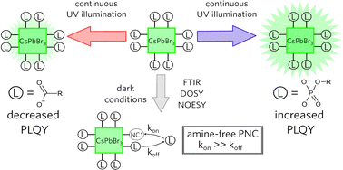 Graphical abstract: Photostability of amine-free CsPbBr3 perovskite nanocrystals under continuous UV illumination