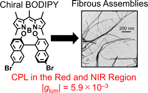 Graphical abstract: Controlled molecular assemblies of chiral boron dipyrromethene derivatives for circularly polarized luminescence in the red and near-infrared regions