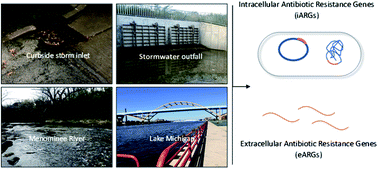 Graphical abstract: Seasonal and spatial patterns differ between intracellular and extracellular antibiotic resistance genes in urban stormwater runoff