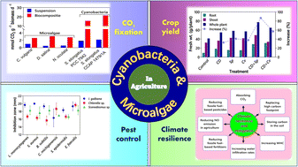 Graphical abstract: Potential of microalgae and cyanobacteria to improve soil health and agricultural productivity: a critical view