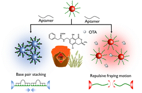 Graphical abstract: Suppressed DNA base pair stacking assembly of gold nanoparticles in an alcoholic solvent for enhanced ochratoxin A detection in Baijiu