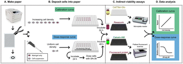 Graphical abstract: Selecting the appropriate indirect viability assay for 3D paper-based cultures: a data-driven study