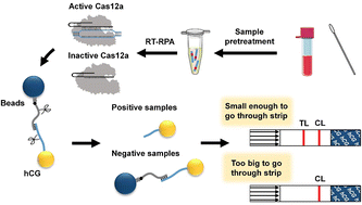 Graphical abstract: CRISPR Cas12a-enabled biosensors coupled with commercial pregnancy test strips for the visible point-of-care testing of SARS-CoV-2