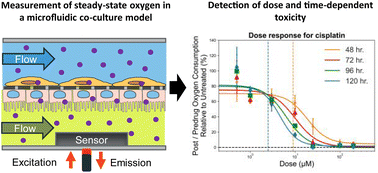 Graphical abstract: Steady-state monitoring of oxygen in a high-throughput organ-on-chip platform enables rapid and non-invasive assessment of drug-induced nephrotoxicity