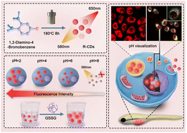 Graphical abstract: Preparation and application of high-brightness red carbon quantum dots for pH and oxidized l-glutathione dual response
