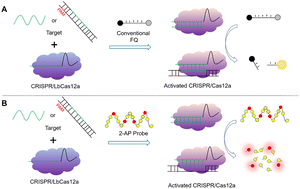 Graphical abstract: Sensing platform for nucleic-acid detection based on a 2-aminopurine probe sheared by trans-cleavage activity of the CRISPR/Cas12a system
