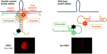 Graphical abstract: FRET probe for detecting two mutations in one EGFR mRNA