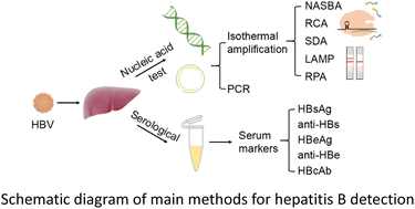 Graphical abstract: Advances in isothermal nucleic acid amplification methods for hepatitis B virus detection