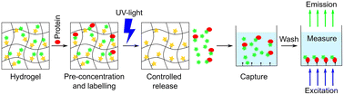 Graphical abstract: Photoactive hydrogels for pre-concentration, labelling, and controlled release of proteins