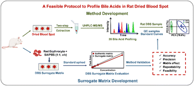 Graphical abstract: A feasible protocol to profile bile acids in dried blood spots from rats using a UHPLC-MS/MS method combining a surrogate matrix