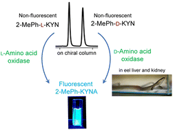 Graphical abstract: Substituted kynurenic acid derivatives as fluorophore-based probes for d- and l-amino acid oxidase assays and their in vitro application in eels