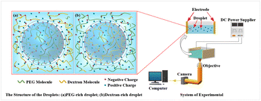 Graphical abstract: Surface charging and electrophoretic behavior of conductive polymer micro-droplets in conductive polymer liquid solutions