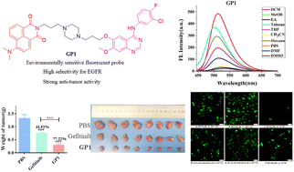 Graphical abstract: Design, synthesis and biological evaluation of small molecule fluorescent probes targeting EGFR for tumor detection and treatment