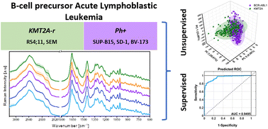Graphical abstract: Raman classification of selected subtypes of acute lymphoblastic leukemia (ALL)