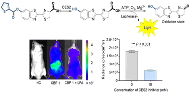 Graphical abstract: Identification of the first selective bioluminescent probe for real-time monitoring of carboxylesterase 2 in vitro and in vivo