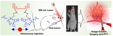 Graphical abstract: ανβ3 integrin-targeted ICG-derived probes for imaging-guided surgery and photothermal therapy of oral cancer