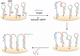 Graphical abstract: A DNA polymerase-powered self-propelled DNA walking strategy for one-step, amplified and dual-signal electrochemical target detection