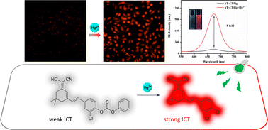 Graphical abstract: A fluorescent probe based on an enhanced ICT effect for Hg2+ detection and cell imaging