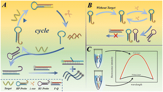 Graphical abstract: Biosensor model based on single hairpin structure for highly sensitive detection of multiple targets