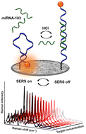 Graphical abstract: Molecular beacon decorated silver nanowires for quantitative miRNA detection by a SERS approach