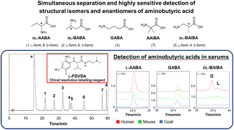 Graphical abstract: Simultaneous separation and identification of all structural isomers and enantiomers of aminobutyric acid using a highly sensitive chiral resolution labeling reagent