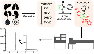 Graphical abstract: Determination of vitamin D metabolites in various biological samples through an improved chemical derivatization assisted liquid chromatography-tandem mass spectrometry approach