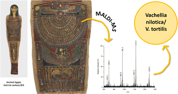 Graphical abstract: New insight from MALDI-TOF MS and multivariate data analysis on the botanical origin of polysaccharide-based paint binders in ancient Egypt