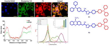 Graphical abstract: Design and synthesis of photostable triphenylamine based neutral AIE nano luminogens: specific and long-term tracking of mitochondria in cells