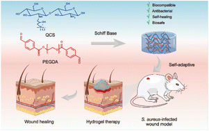 Graphical abstract: A chitosan-based self-healing hydrogel for accelerating infected wound healing