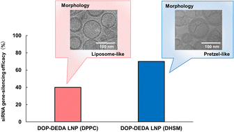 Graphical abstract: Increasing the siRNA knockdown efficiency of lipid nanoparticles by morphological transformation with the use of dihydrosphingomyelin as a helper lipid