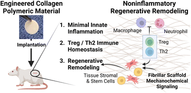 Graphical abstract: Engineered collagen polymeric materials create noninflammatory regenerative microenvironments that avoid classical foreign body responses