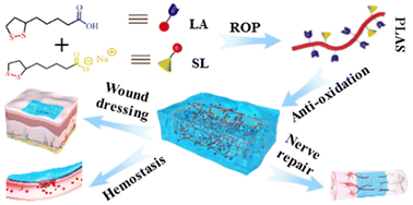 Graphical abstract: Green polymer hydrogels from a natural monomer with inherent antioxidative capability for efficient wound healing and spinal cord injury treatment