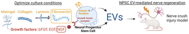 Graphical abstract: Differentiation state and culture conditions impact neural stem/progenitor cell-derived extracellular vesicle bioactivity