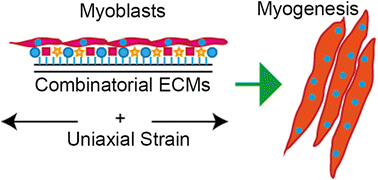 Graphical abstract: Combinatorial extracellular matrix cues with mechanical strain induce differential effects on myogenesis in vitro