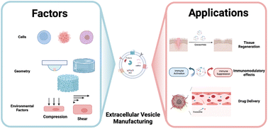 Graphical abstract: Biomaterial-enabled 3D cell culture technologies for extracellular vesicle manufacturing