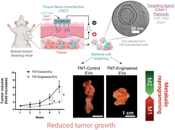 Graphical abstract: ICAM-1-decorated extracellular vesicles loaded with miR-146a and Glut1 drive immunomodulation and hinder tumor progression in a murine model of breast cancer