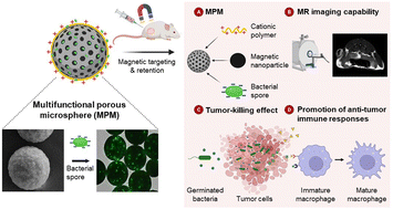 Graphical abstract: Multifunctional porous microspheres encapsulating oncolytic bacterial spores and their potential for cancer immunotherapy