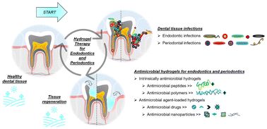 Graphical abstract: Advances in antimicrobial hydrogels for dental tissue engineering: regenerative strategies for endodontics and periodontics