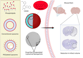 Graphical abstract: Fluorescent liposomal nanocarriers for targeted drug delivery in ischemic stroke therapy
