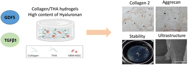 Graphical abstract: Combining biomimetic collagen/hyaluronan hydrogels with discogenic growth factors promotes mesenchymal stroma cell differentiation into Nucleus Pulposus like cells