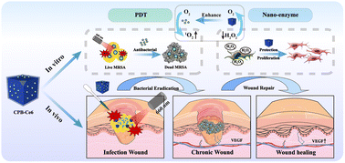 Graphical abstract: Prussian blue nano-enzyme-assisted photodynamic therapy effectively eradicates MRSA infection in diabetic mouse skin wounds